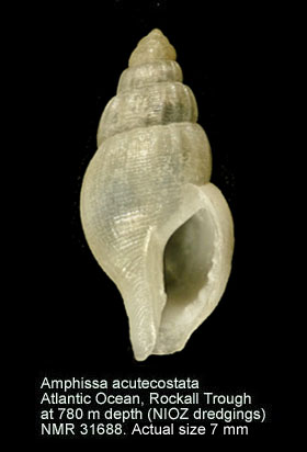 Amphissa acutecostata.jpg - Amphissa acutecostata(Philippi,1844)